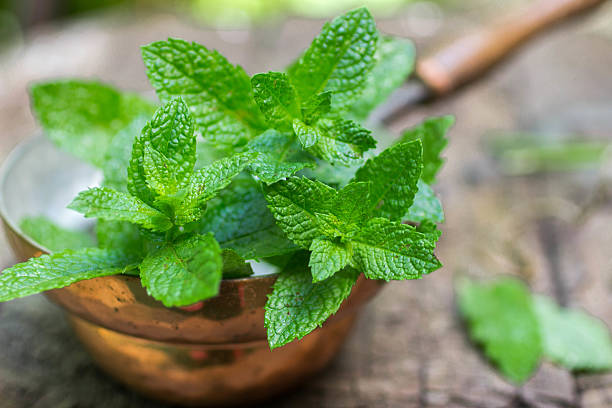 Pudina - Mint Leaves (100 g)