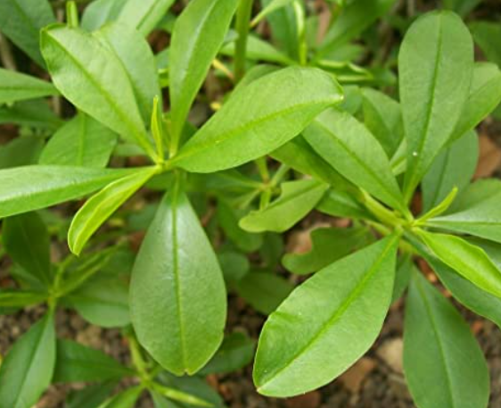 Nela Basale - Ceylon Spinach (1 bunch)