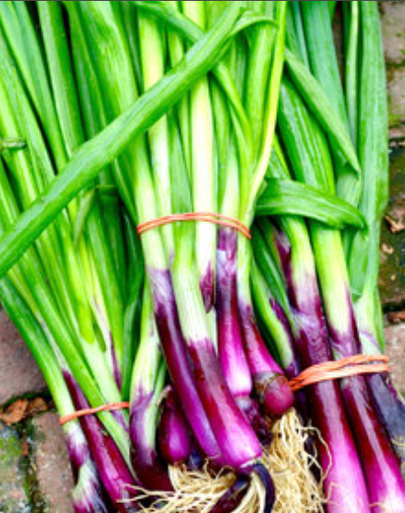 Spring Onion (1 bunch)