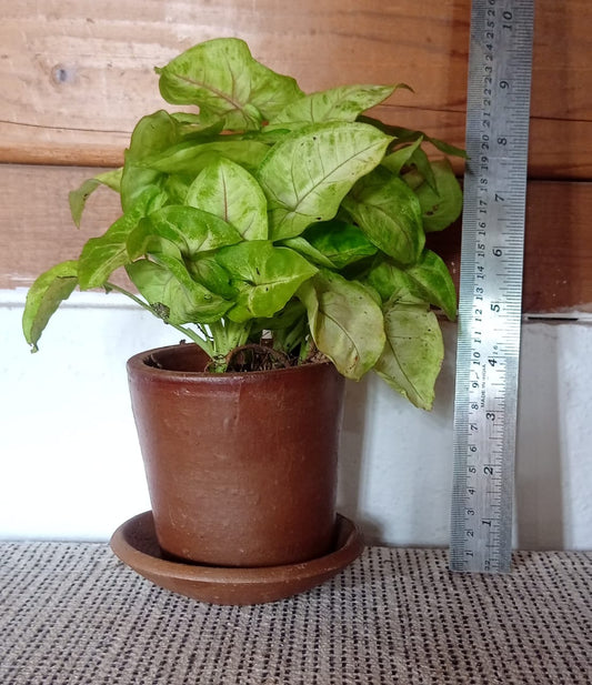 4" clay pot with plate and syngonium (1  plant)
