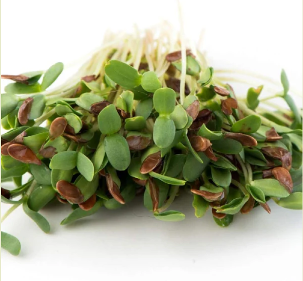 Agase - Flax (1 bunch)