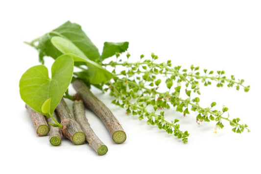 Amrithaballi (1 bunch)