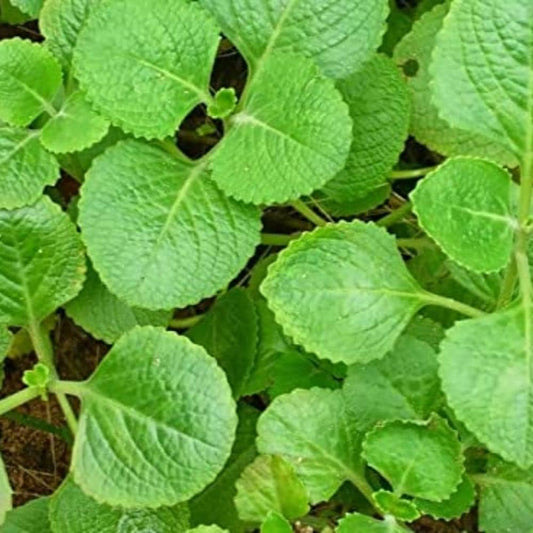 Doddapatre (1 bunch)