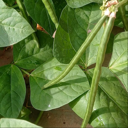 Fresh Alasande / Fresh Cow Pea Beans