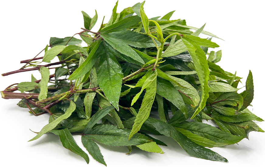 Pundi - Gongura (1 bunch)