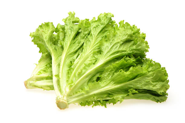 Lettuce - Green (1 bunch)