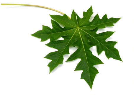 Papaya Leaves (1 bunch)