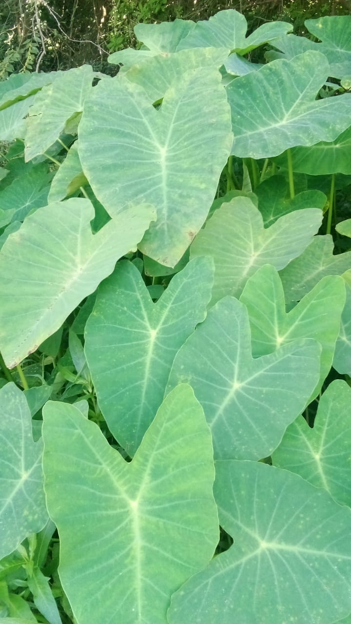 Kesavu / Arbi leaves (200 g)