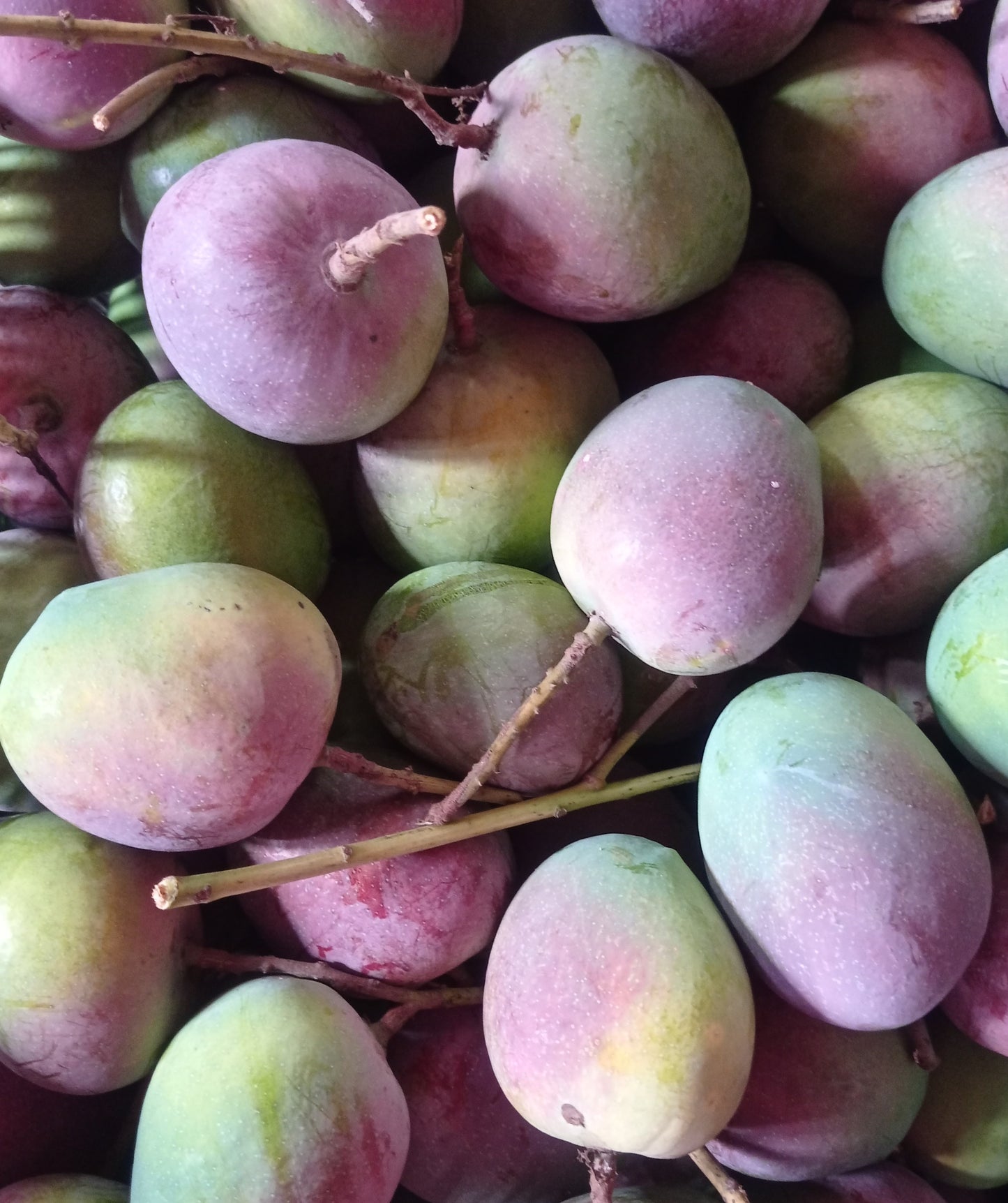 Mango Sindhura (1 kg)