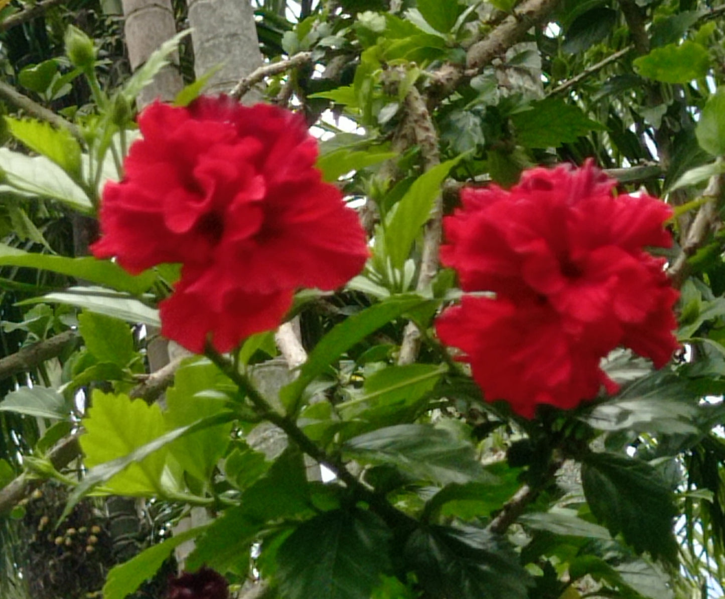 Fresh Hibiscus (1 cut flowers)