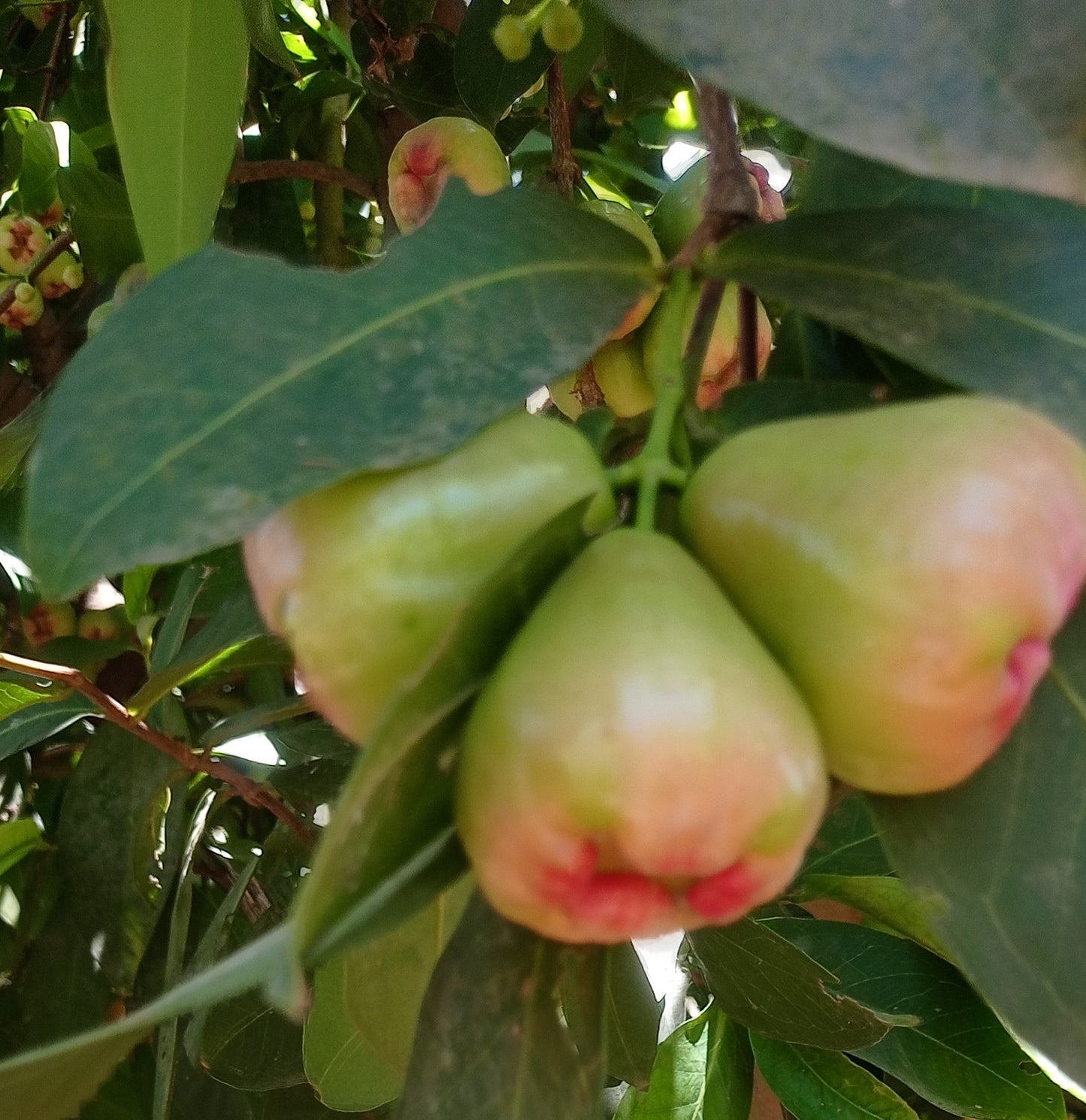Water apple/ Neeru Jambu/Chambakka (250 g)